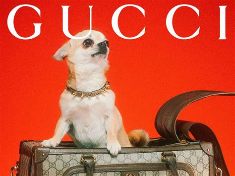 gucci perro|Gucci dogs for sale.